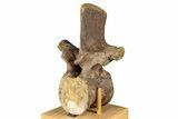 Fossil Dinosaur (Thescelosaurus) Dorsal Vertebra - Montana #350966-2